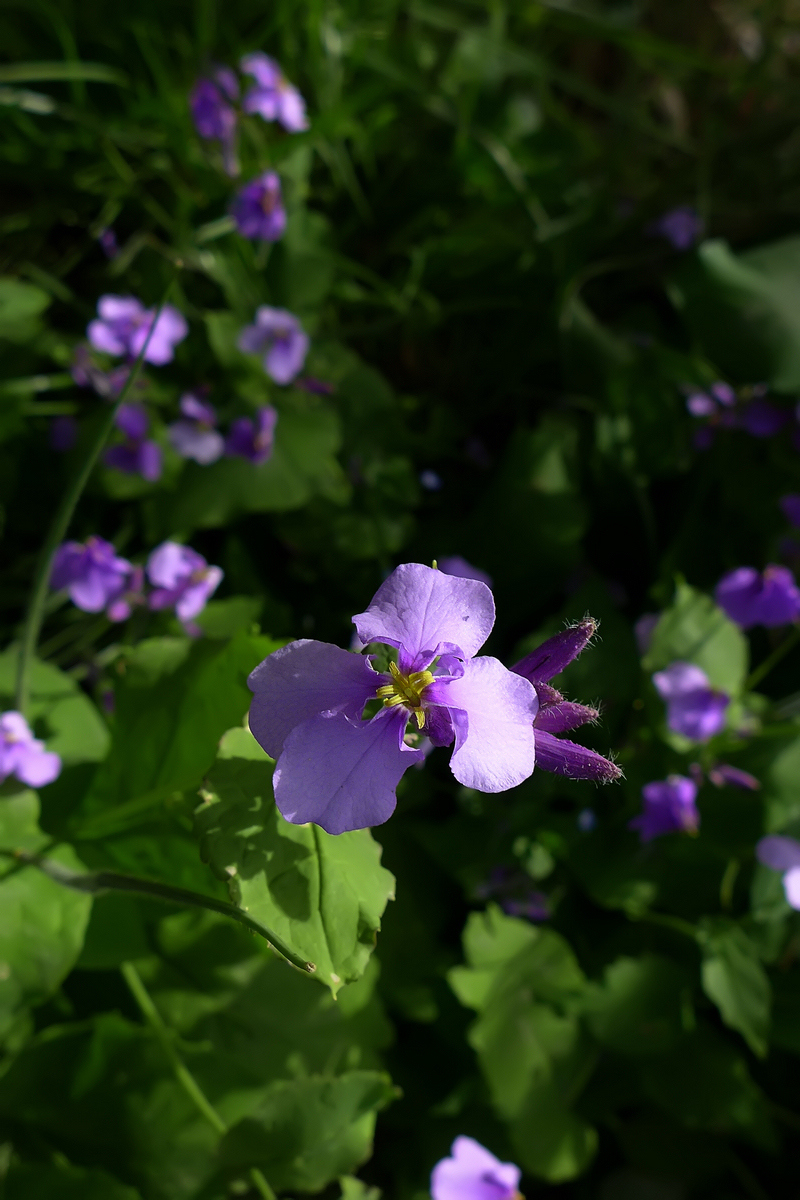 恭贺好友雲龍观海荣任日照星空(中国)版主【不知名的小花，求花名】