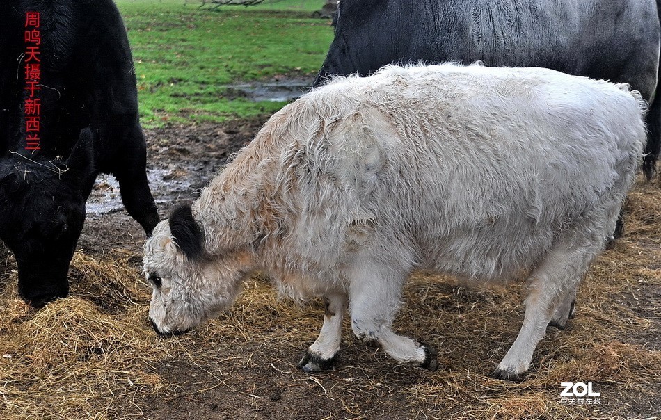 新西兰爱歌顿农庄摄影游记   周鸣天