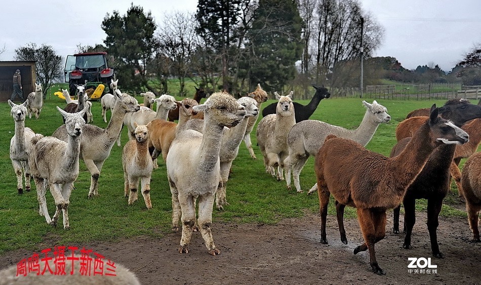 新西兰爱歌顿农庄摄影游记   周鸣天