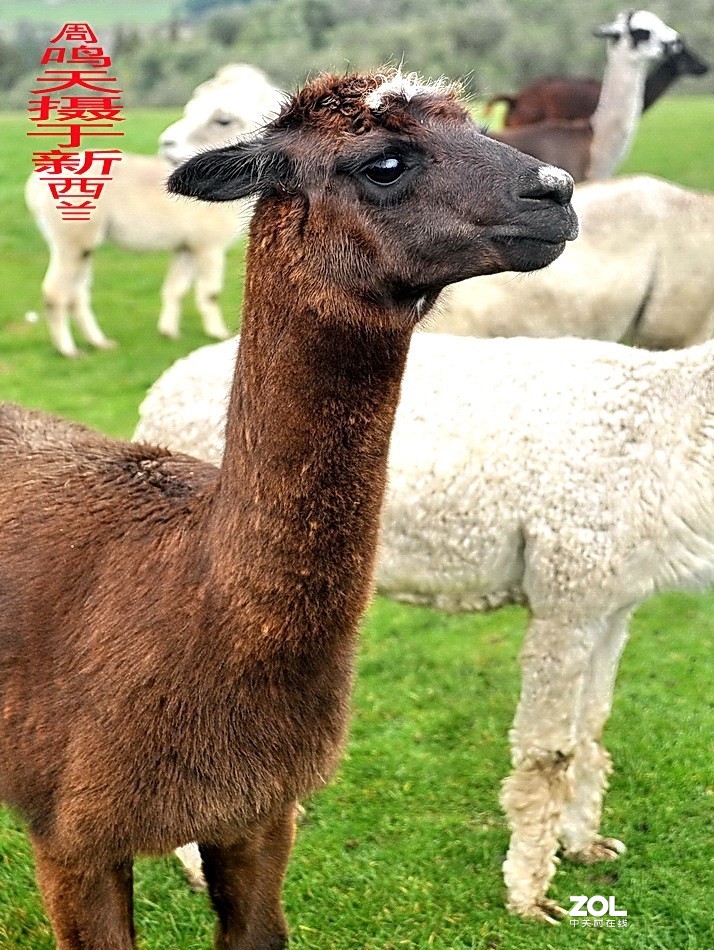 新西兰爱歌顿农庄摄影游记   周鸣天