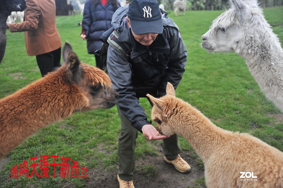 新西兰爱歌顿农庄摄影游记   周鸣天