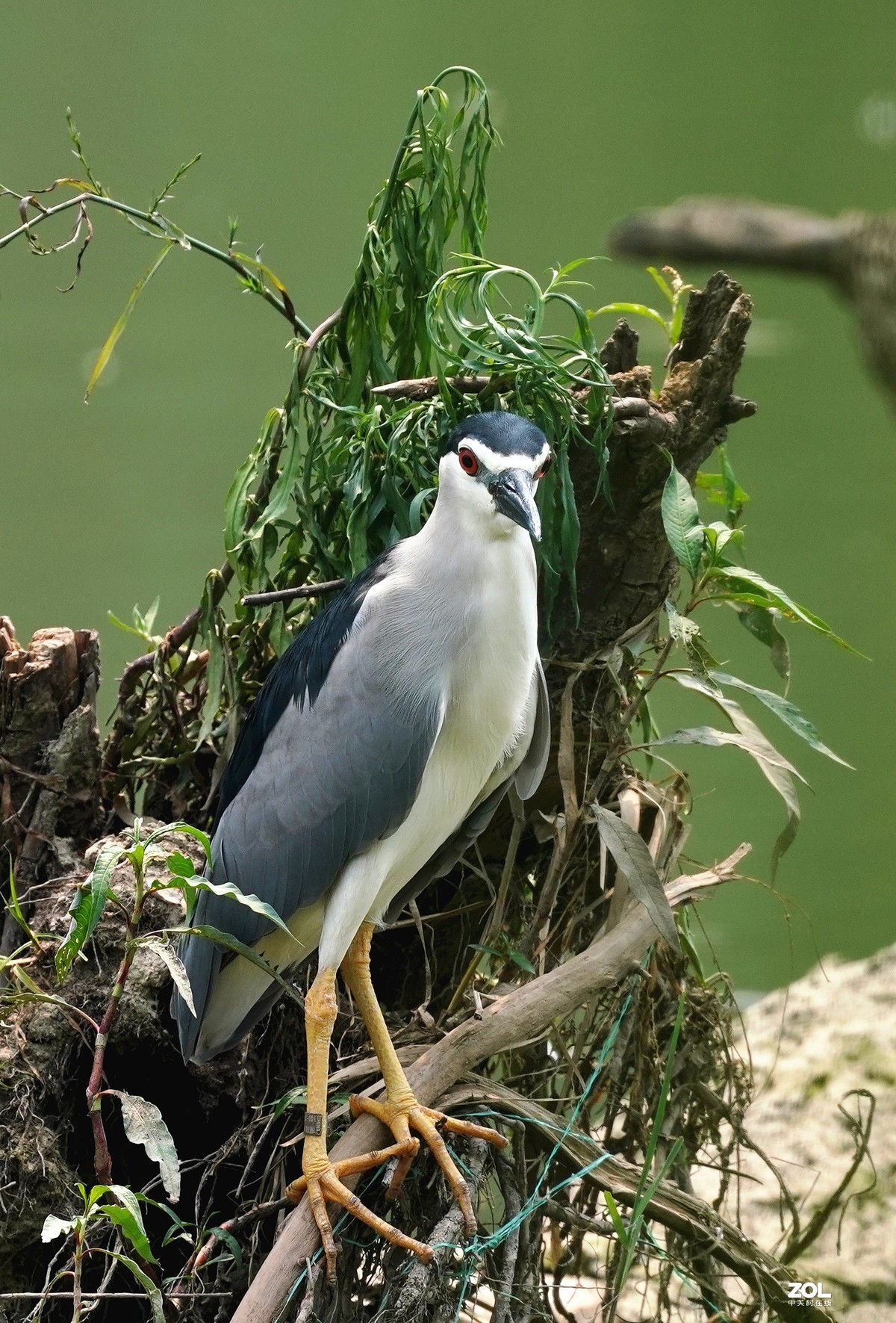 夜鹭   瞅一瞅 看一看