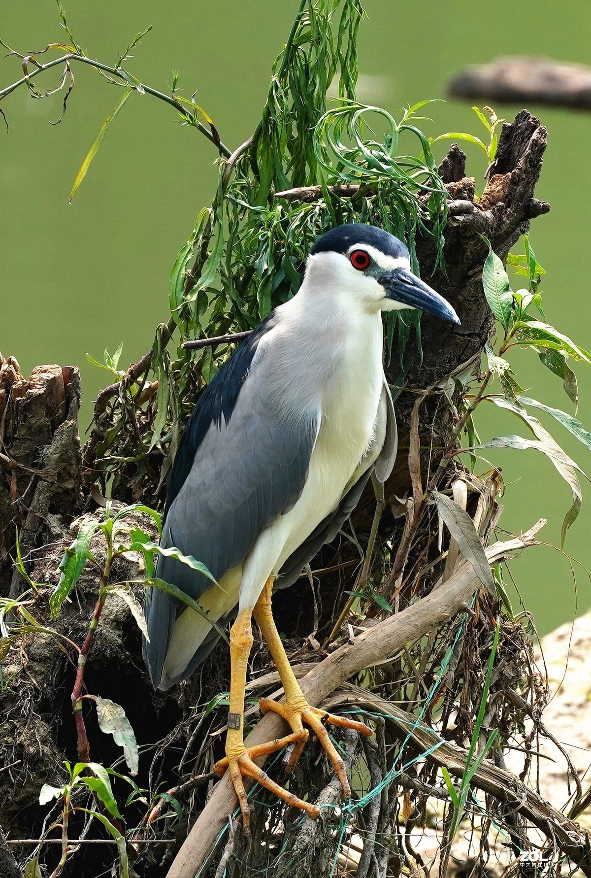 夜鹭   瞅一瞅 看一看