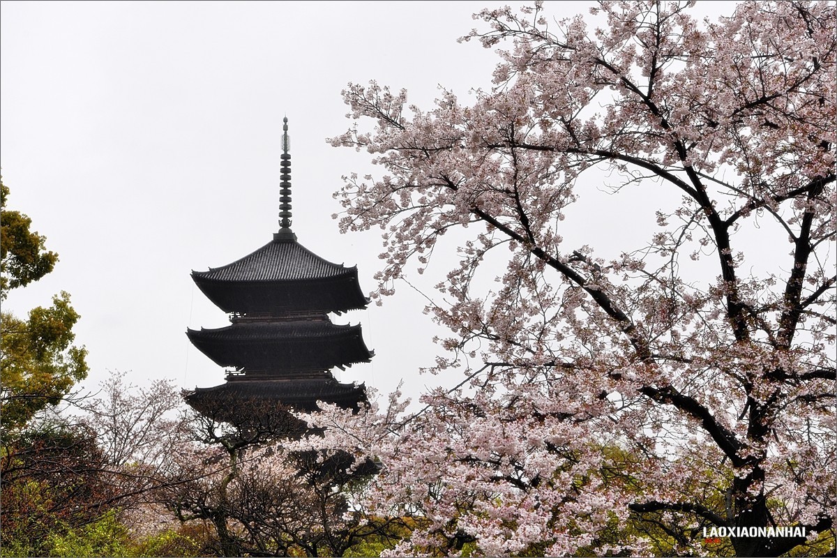 2019年第363贴-京都东寺的樱花（0824F）