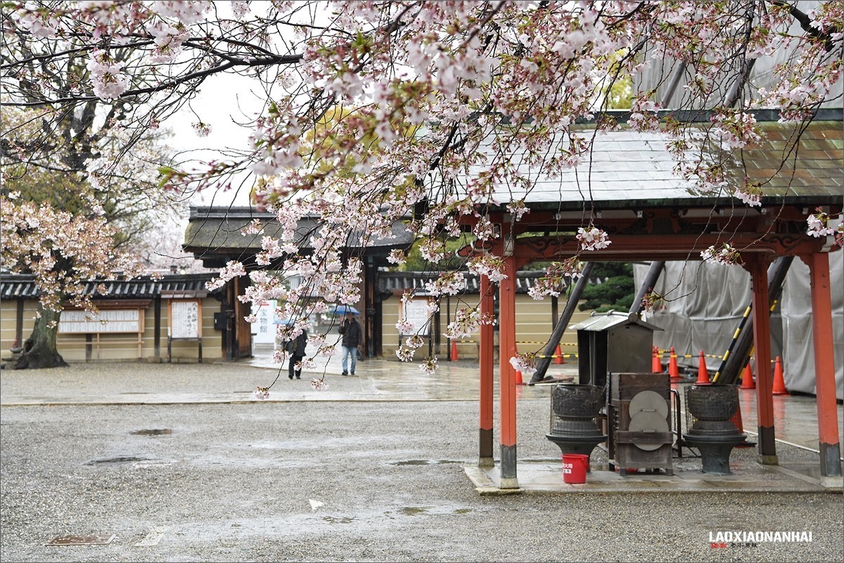 2019年第363贴-京都东寺的樱花（0824F）