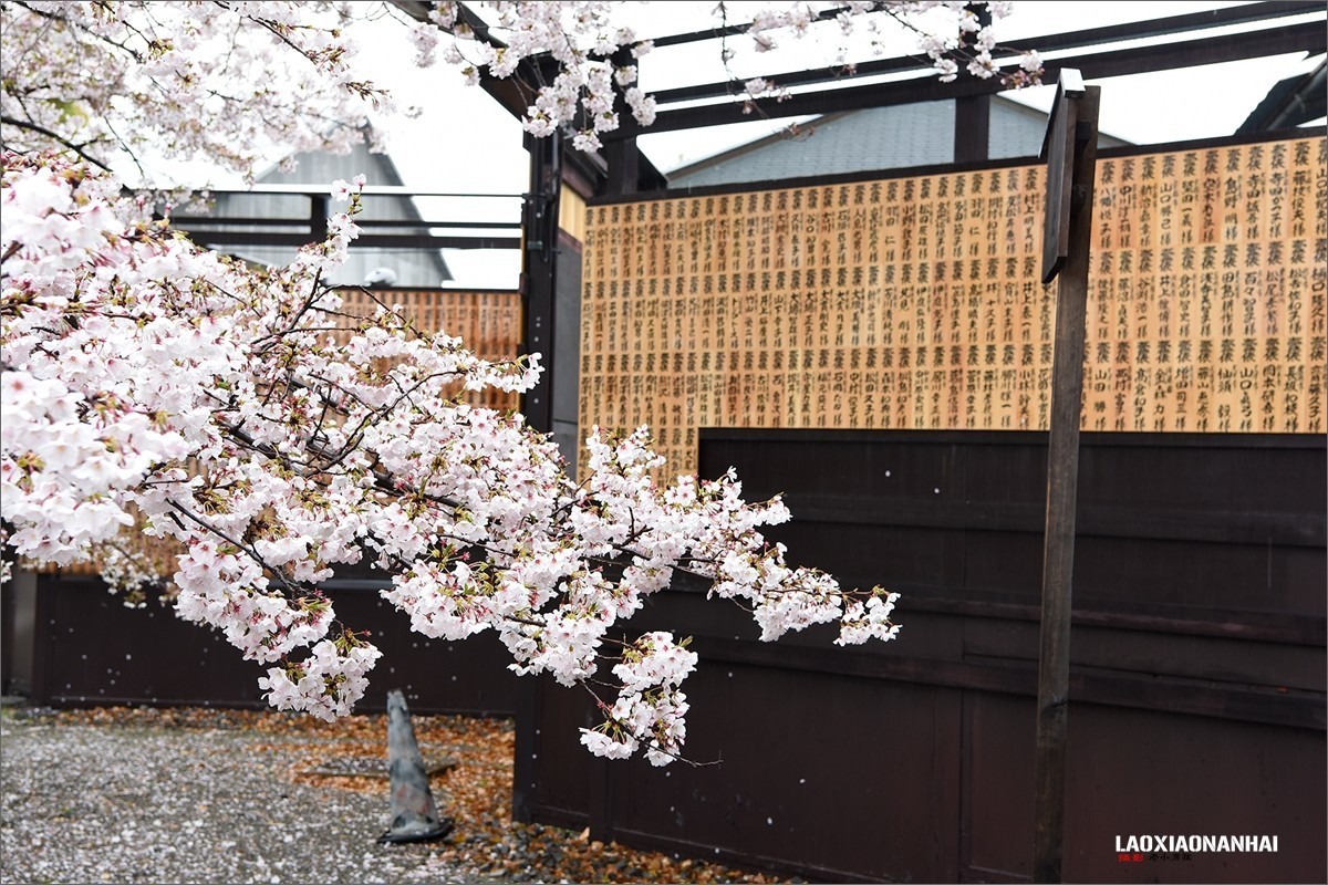 2019年第363贴-京都东寺的樱花（0824F）