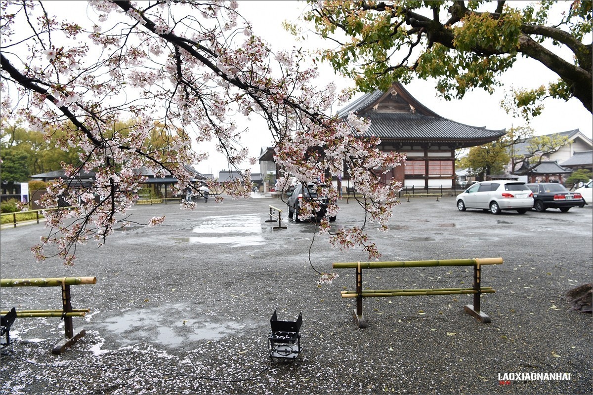 2019年第363贴-京都东寺的樱花（0824F）