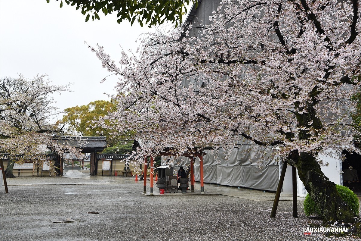2019年第363贴-京都东寺的樱花（0824F）