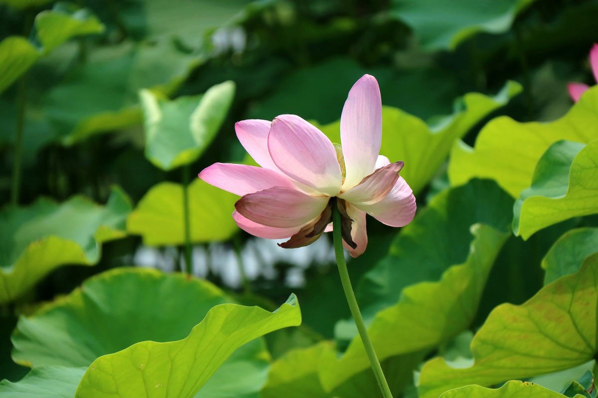 玉渊潭拍荷