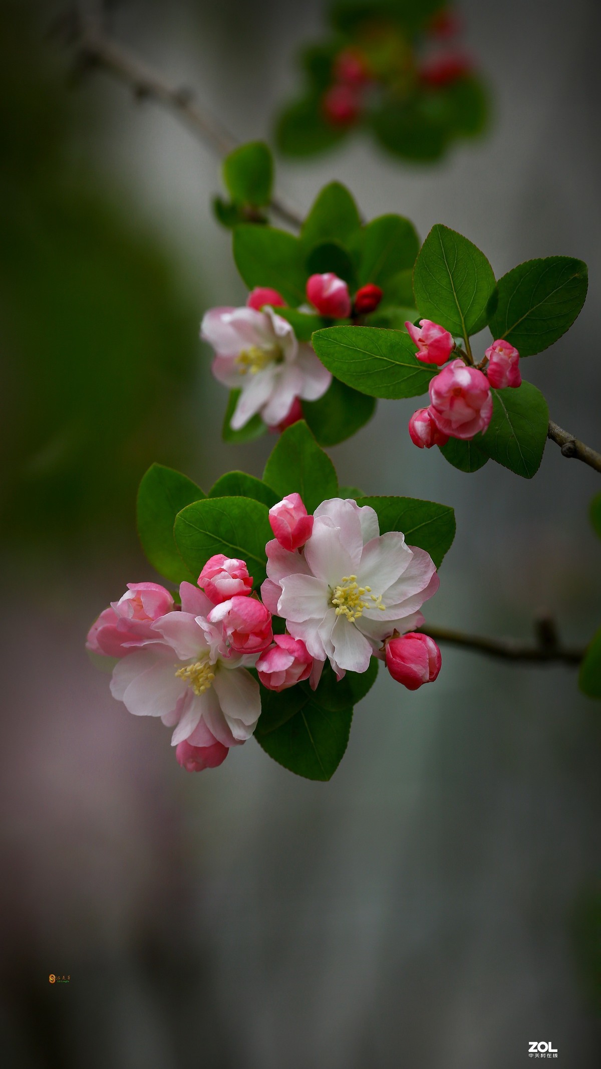 今年的"西府海棠"很艳丽-中关村在线摄影论坛