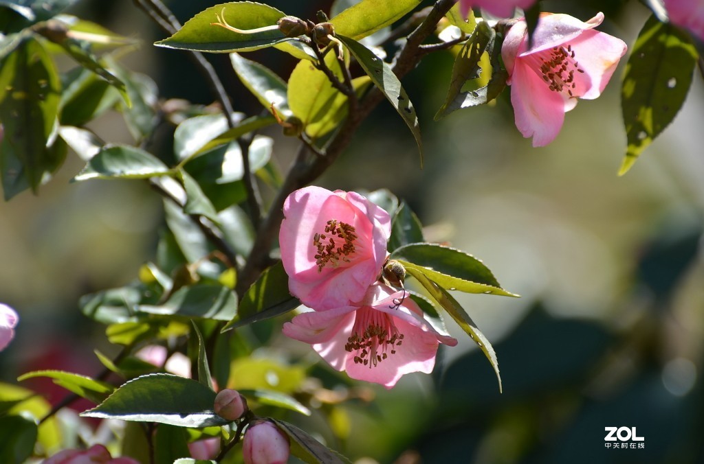 冷艳争春喜烂然，山茶按谱甲于滇。