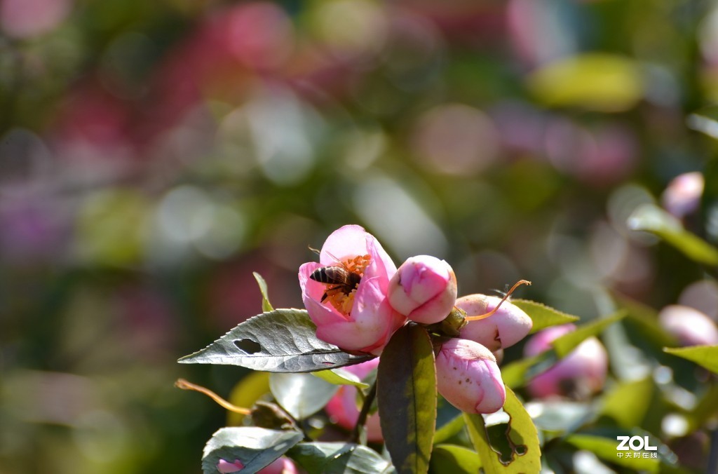 冷艳争春喜烂然，山茶按谱甲于滇。