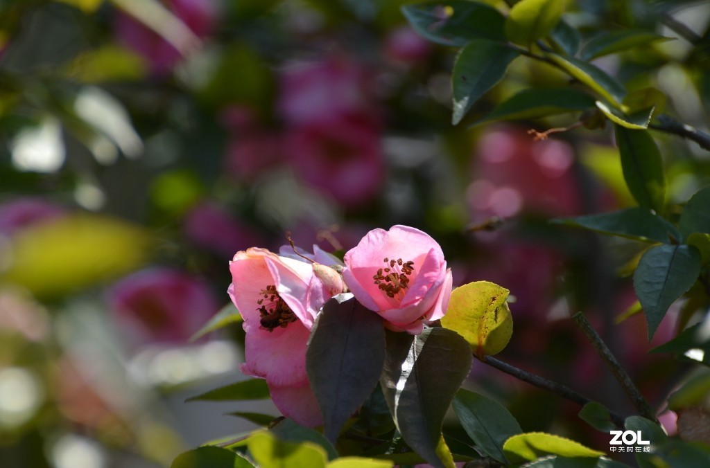 冷艳争春喜烂然，山茶按谱甲于滇。