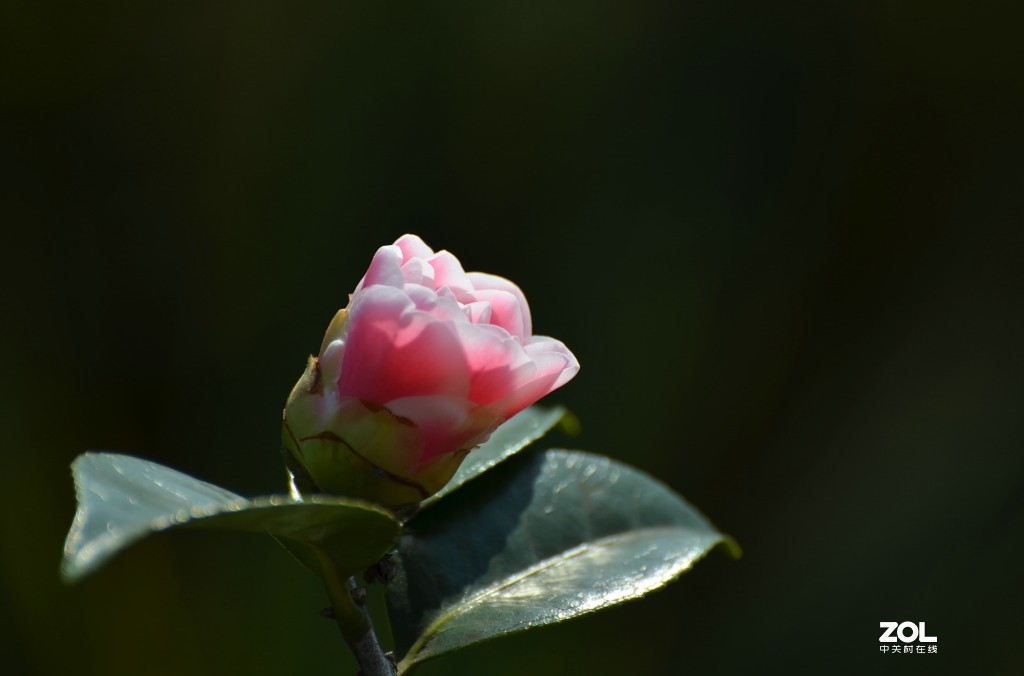 冷艳争春喜烂然，山茶按谱甲于滇。