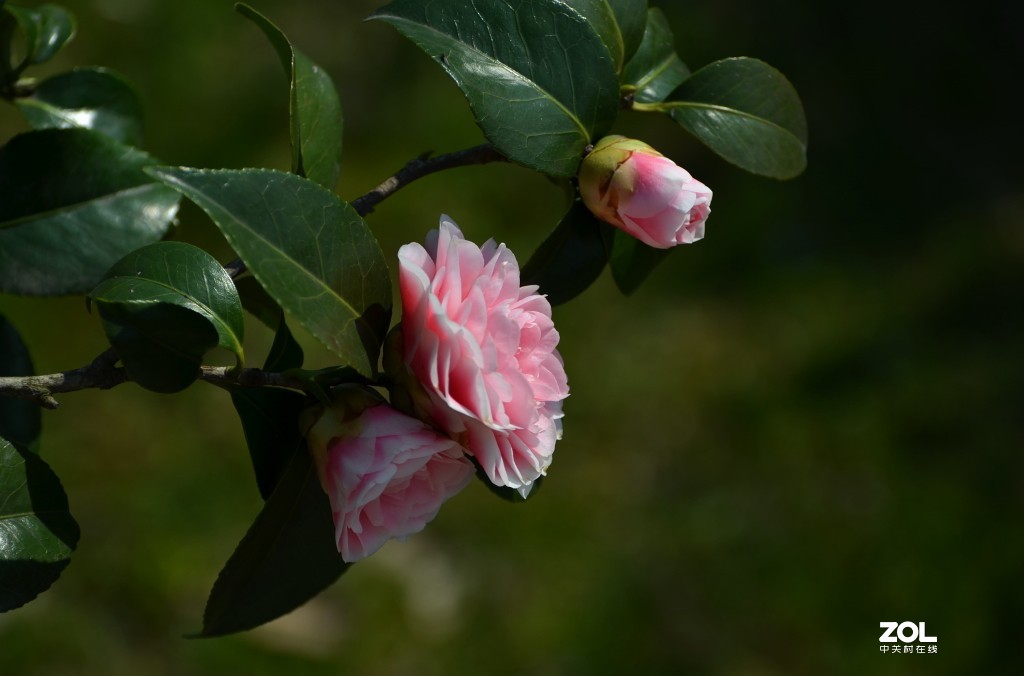 冷艳争春喜烂然，山茶按谱甲于滇。