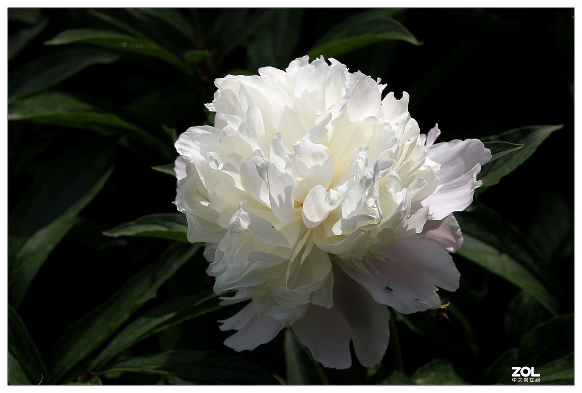 暮春四月之白芍药花开（四）