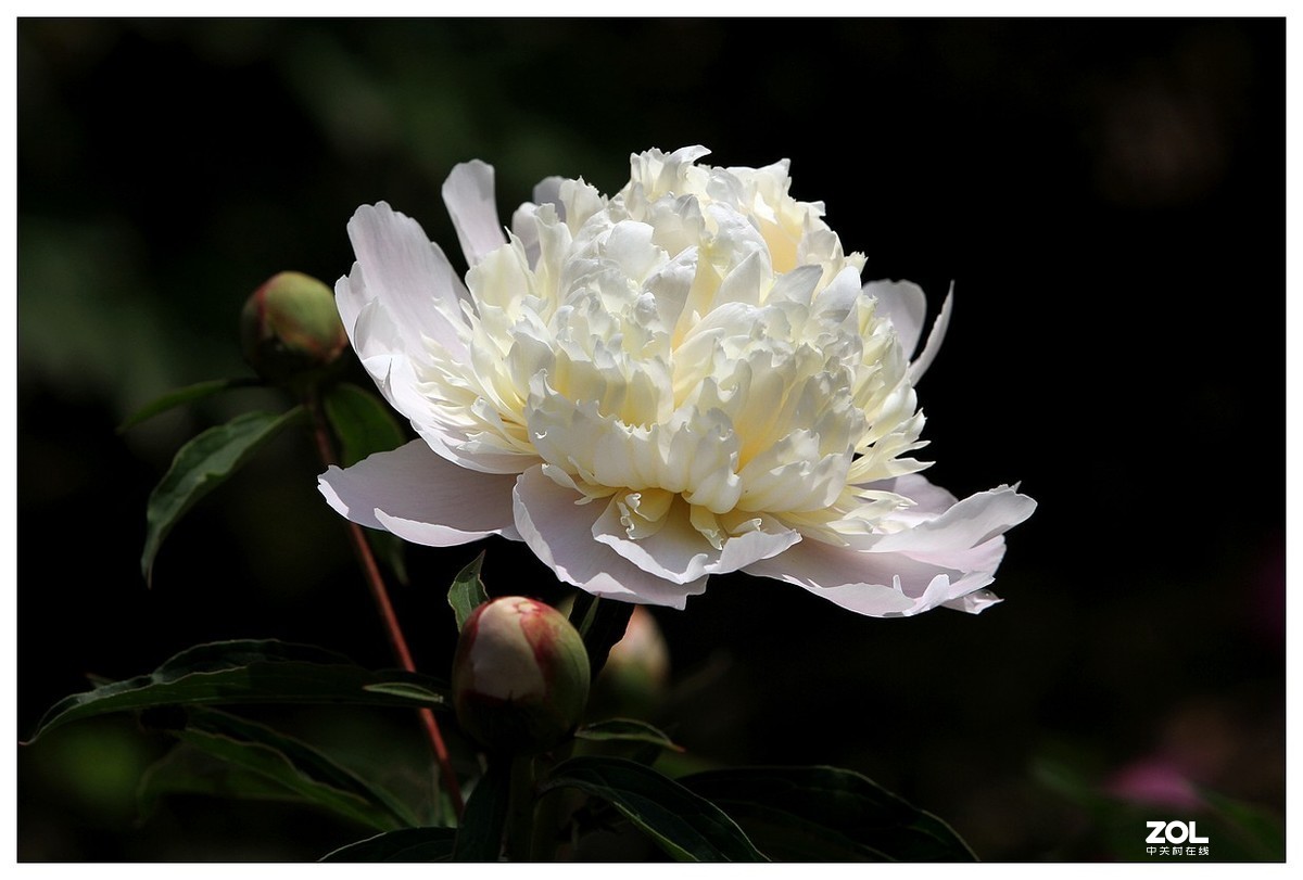 暮春四月之白芍药花开（四）