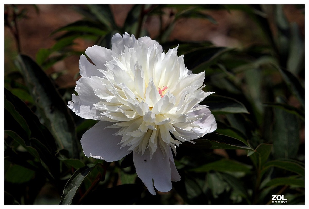 暮春四月之白芍药花开（四）