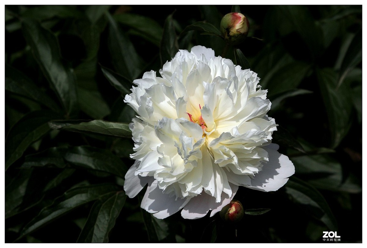 暮春四月之白芍药花开（四）