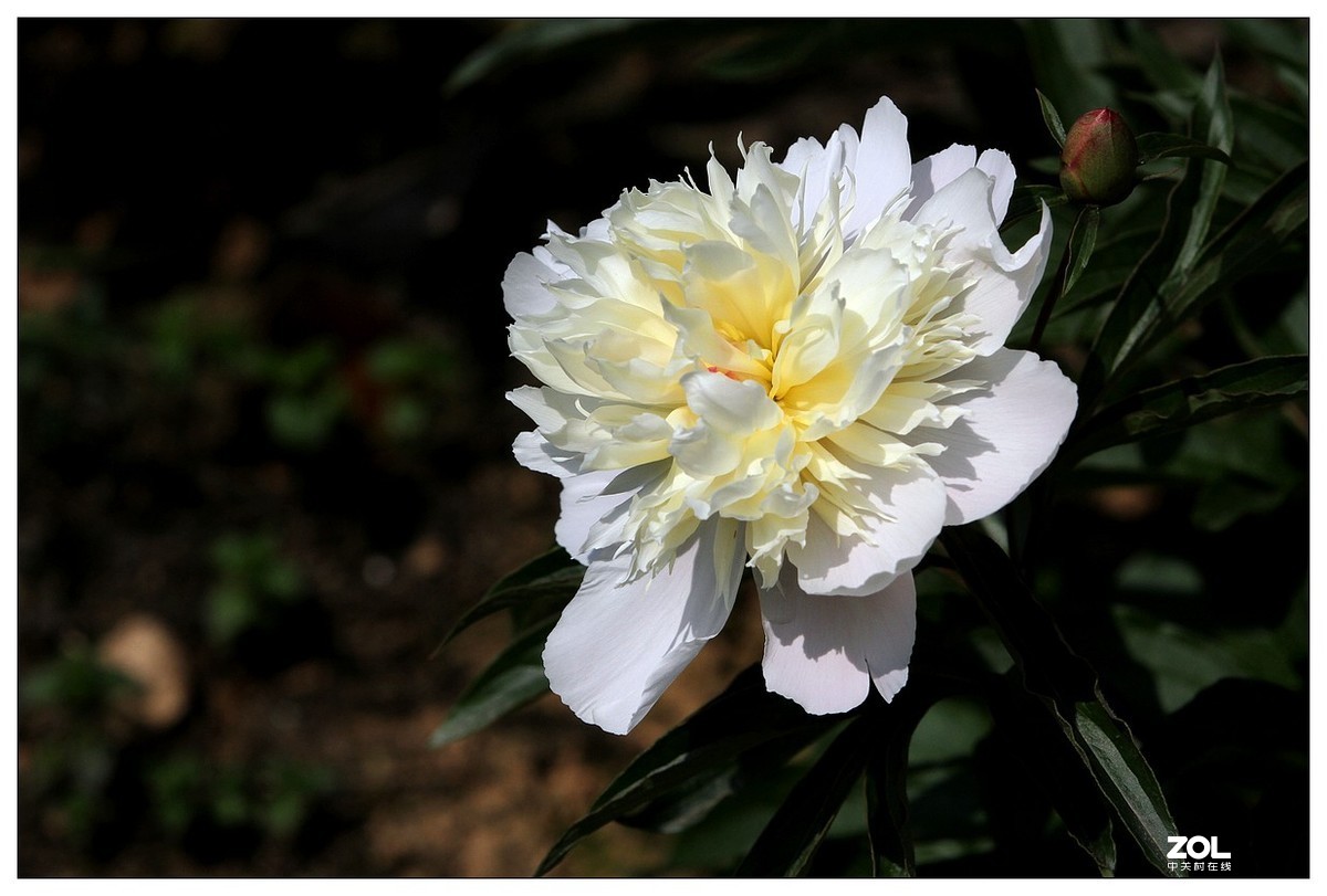 暮春四月之白芍药花开（四）