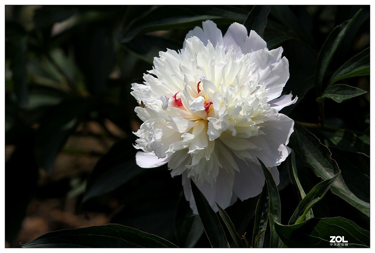 暮春四月之白芍药花开（四）