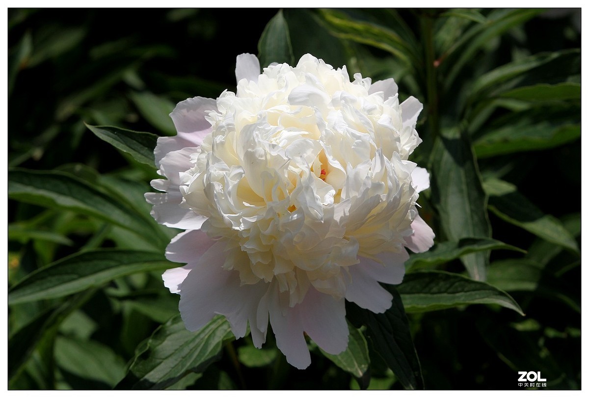 暮春四月之白芍药花开（四）