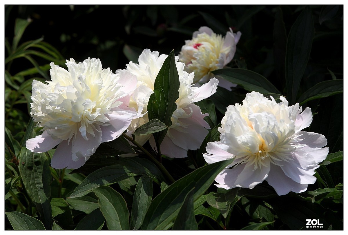 暮春四月之白芍药花开（四）