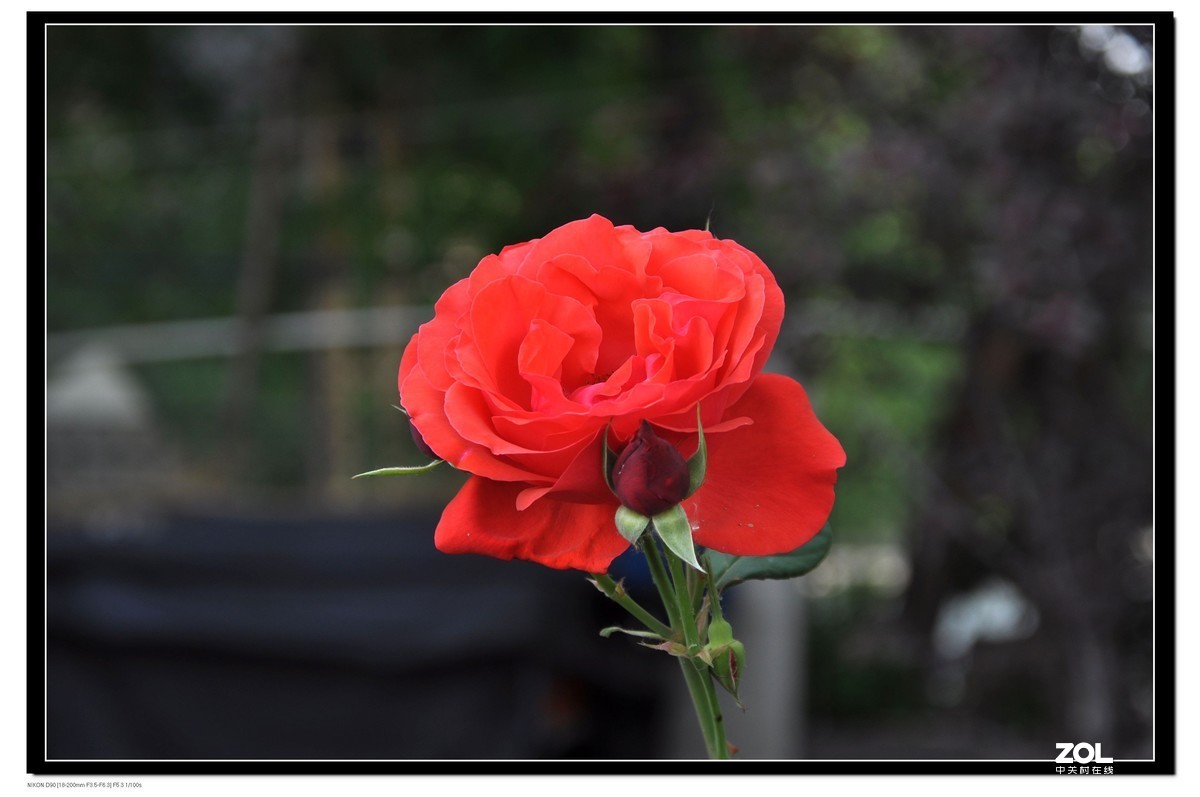 月季花