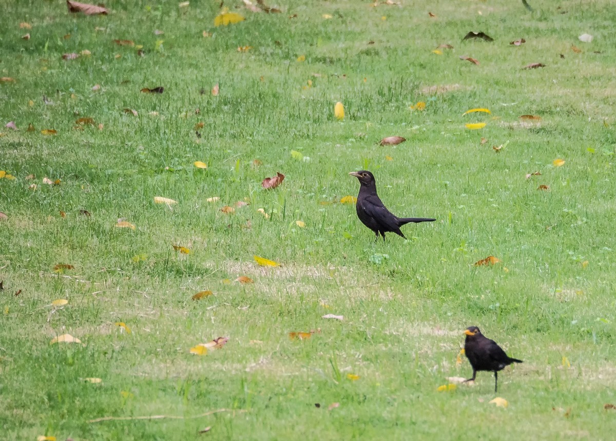 早起的人碰上早起的鸟