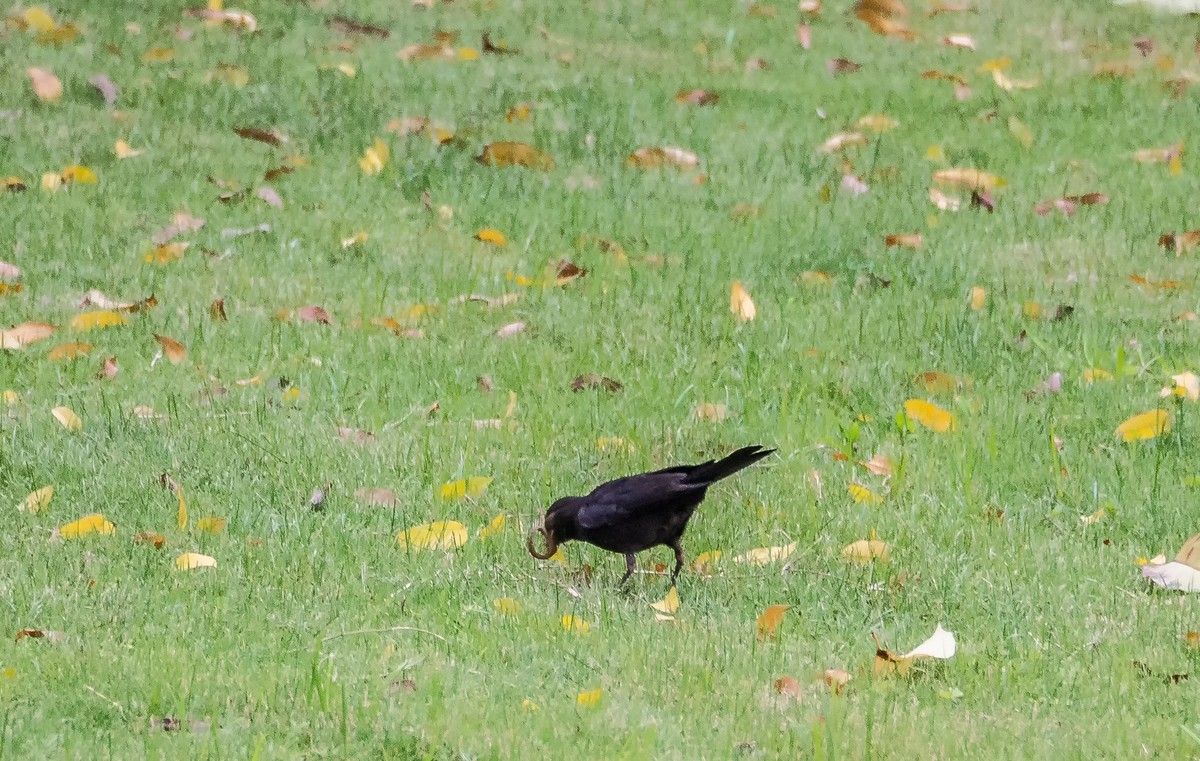 早起的人碰上早起的鸟