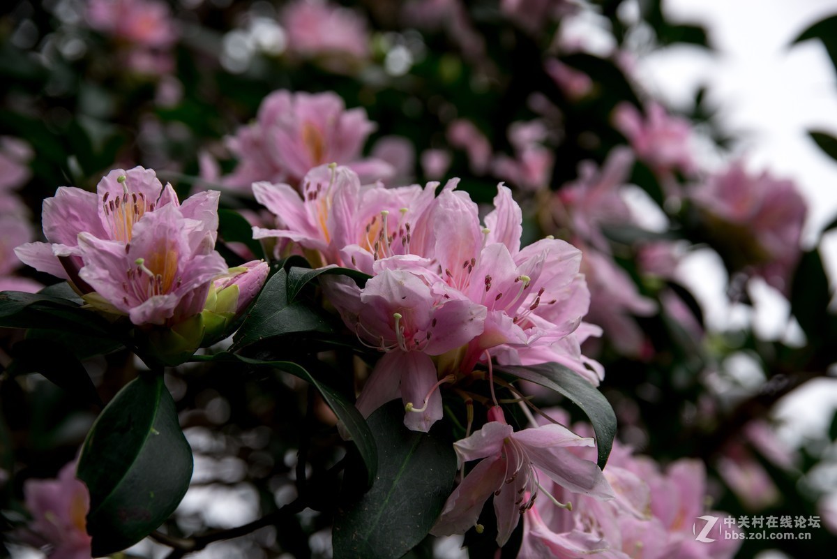 广东阳江阳春鸡笼顶森林公园登山2019501-2