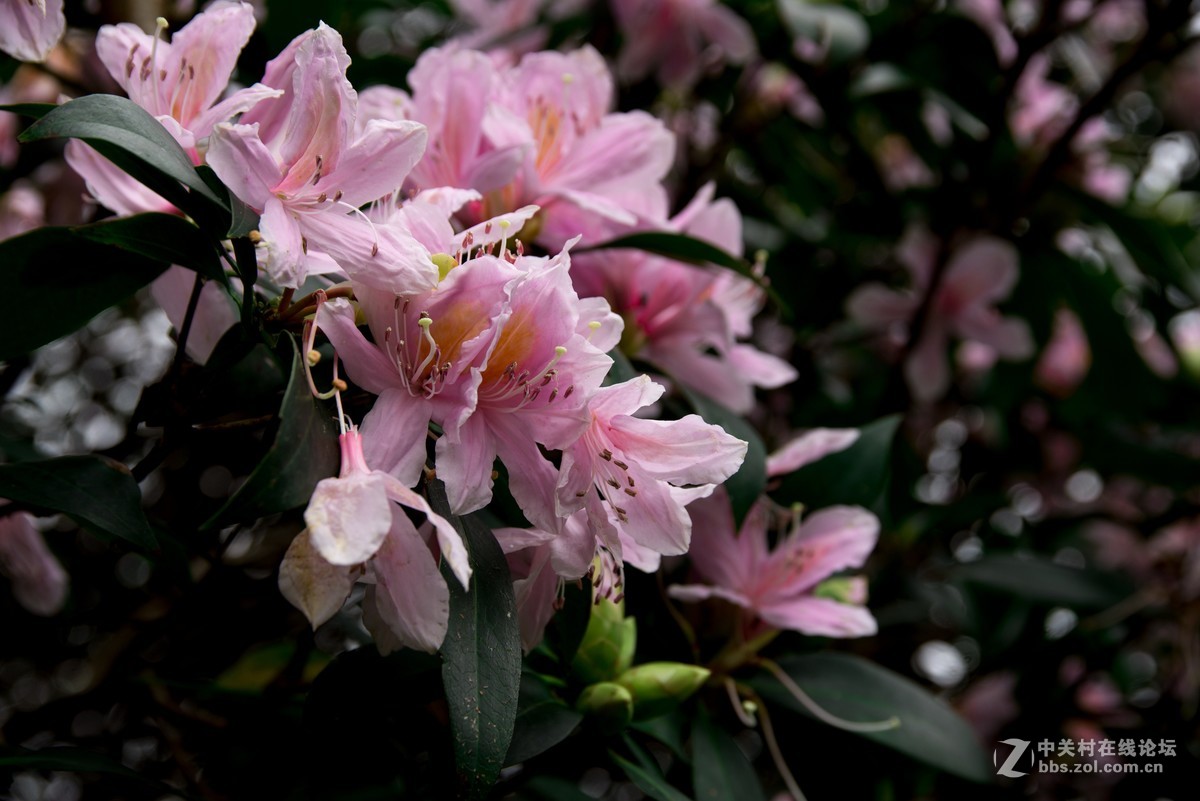 广东阳江阳春鸡笼顶森林公园登山2019501-2