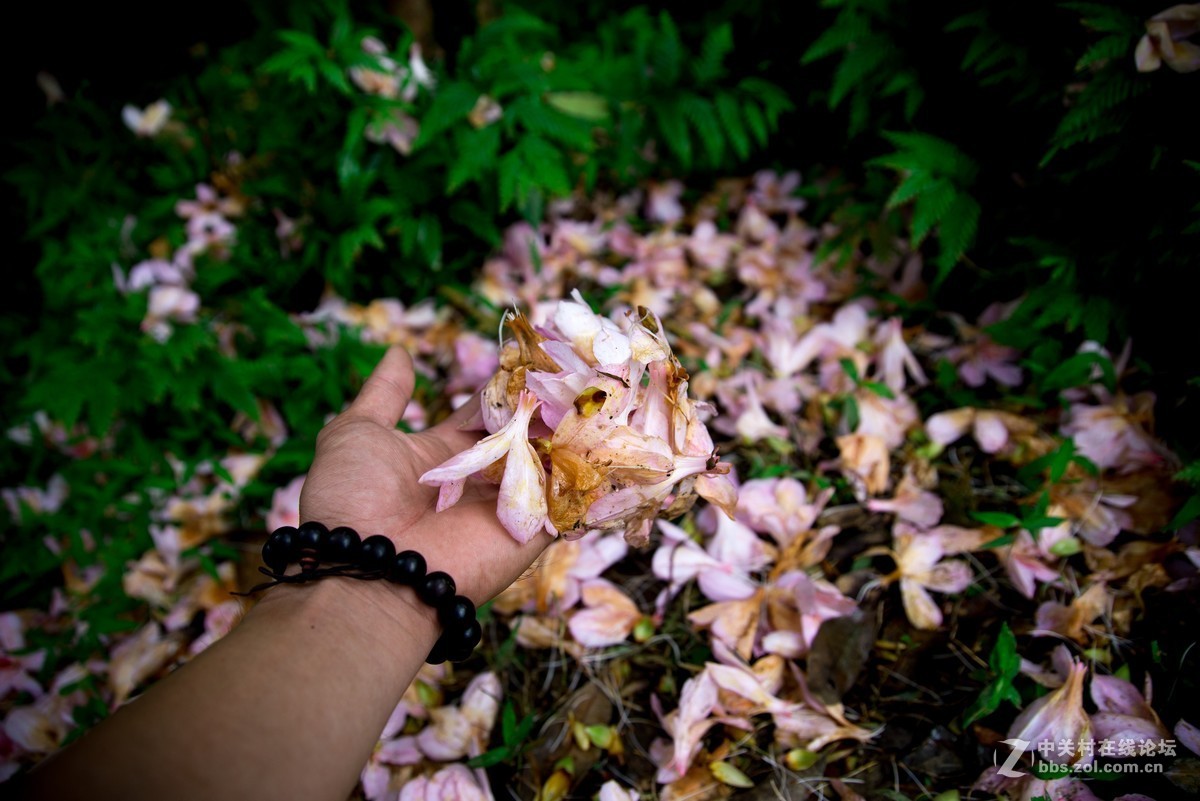 广东阳江阳春鸡笼顶森林公园登山2019501-2