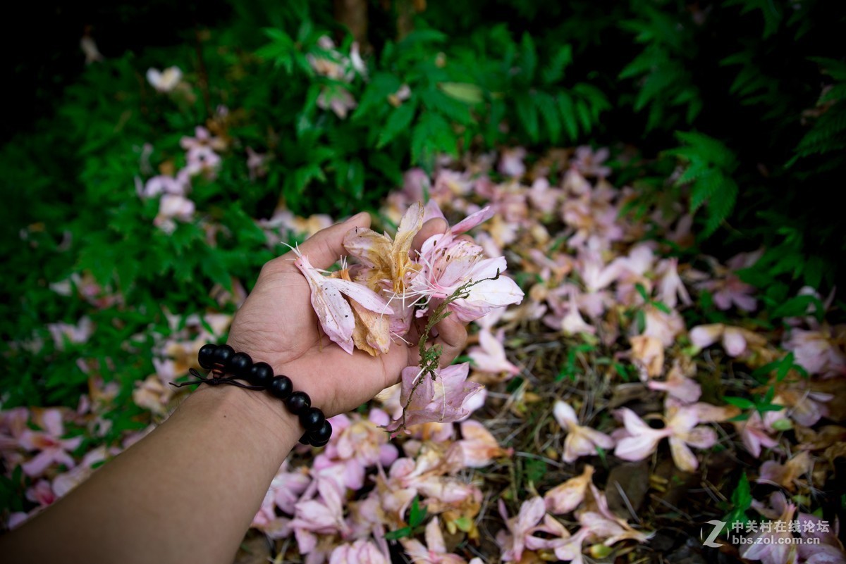广东阳江阳春鸡笼顶森林公园登山2019501-2