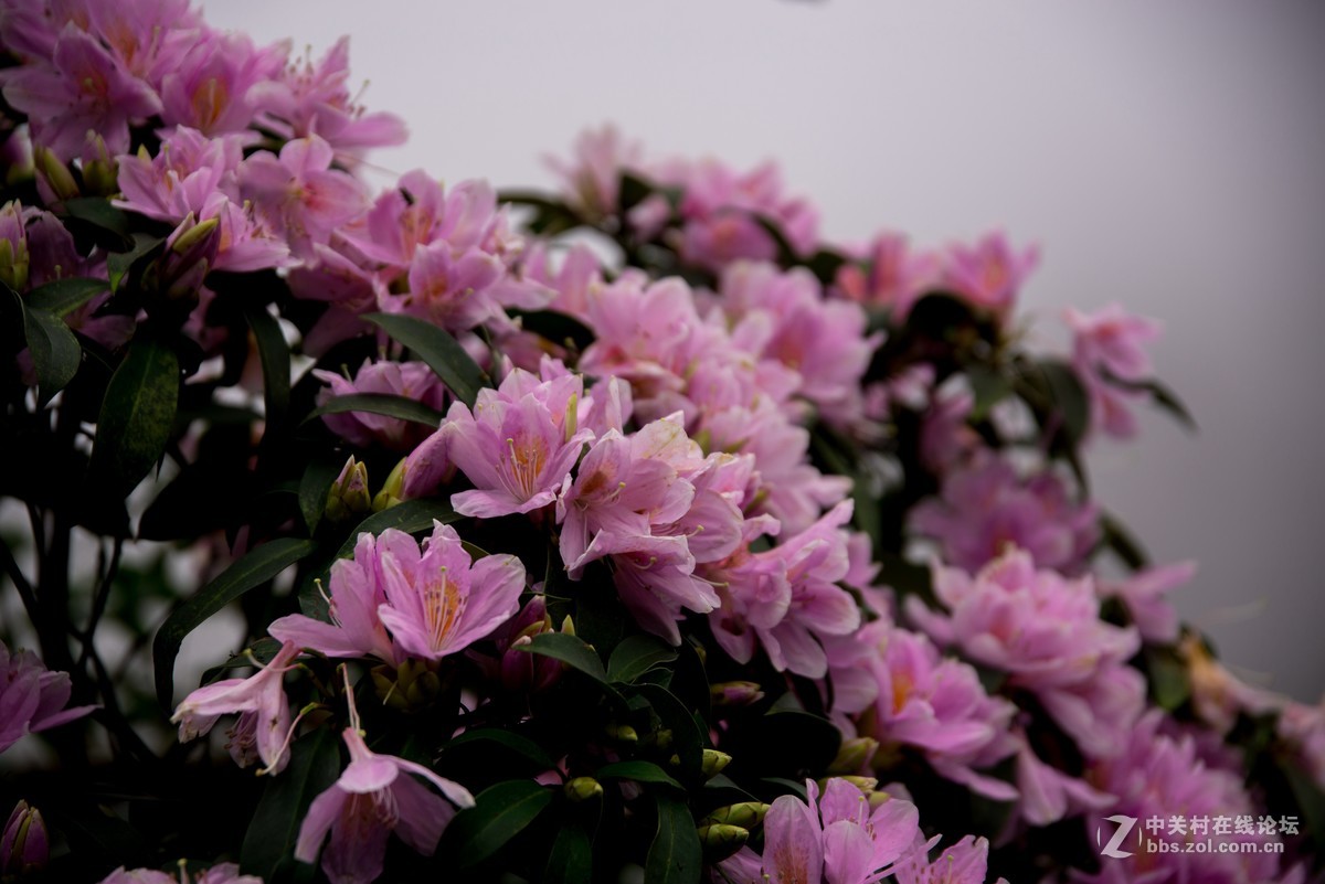 广东阳江阳春鸡笼顶森林公园登山2019501-2