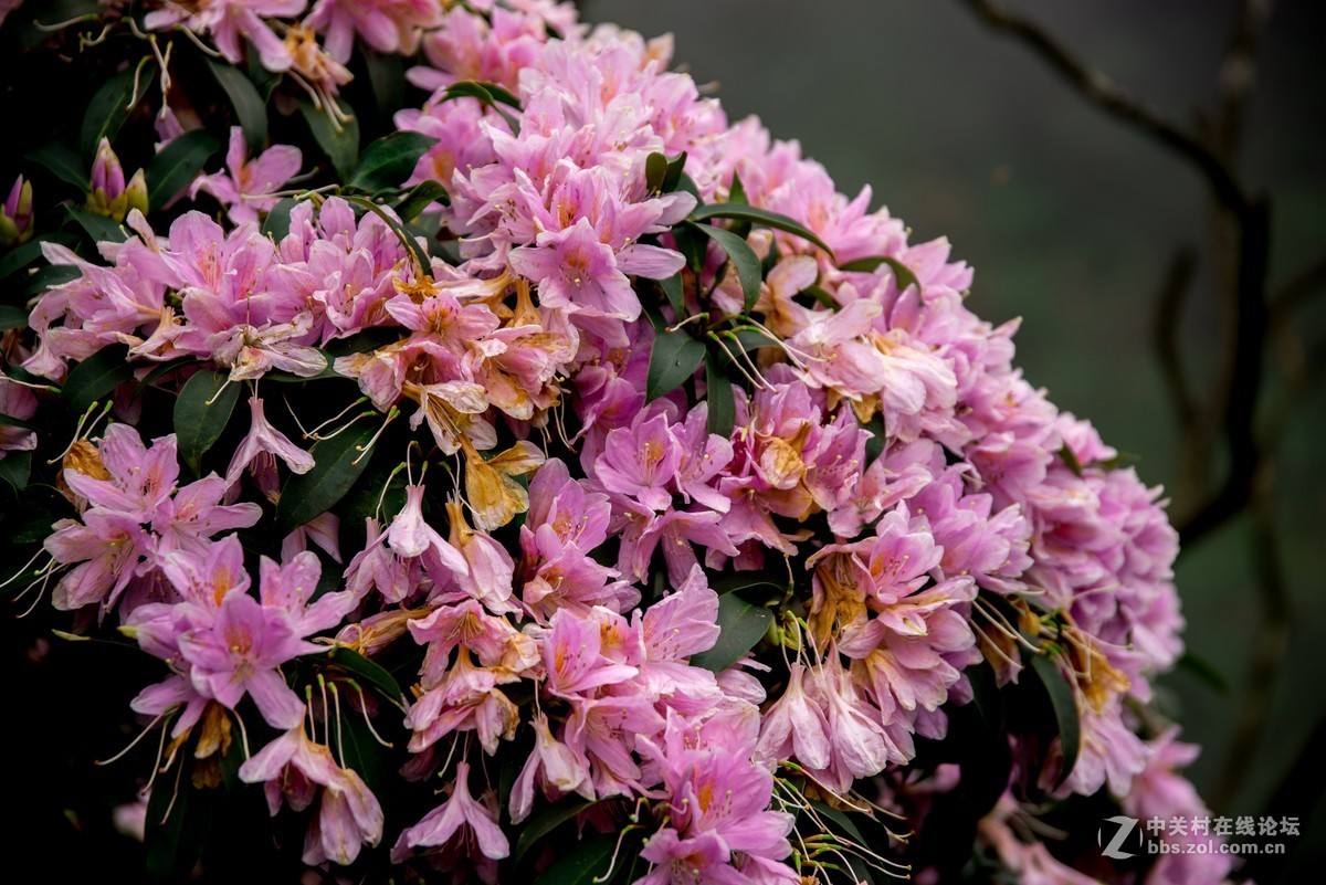 广东阳江阳春鸡笼顶森林公园登山2019501-2