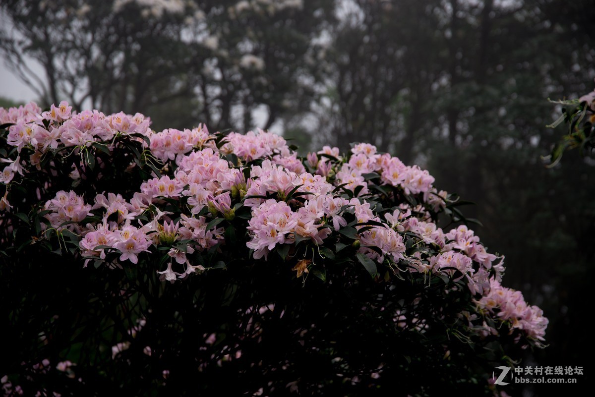 广东阳江阳春鸡笼顶森林公园登山2019501-2