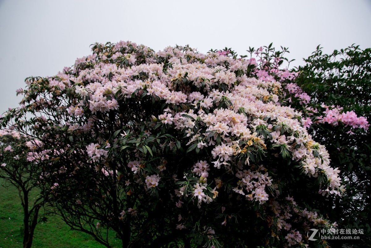 广东阳江阳春鸡笼顶森林公园登山2019501-2