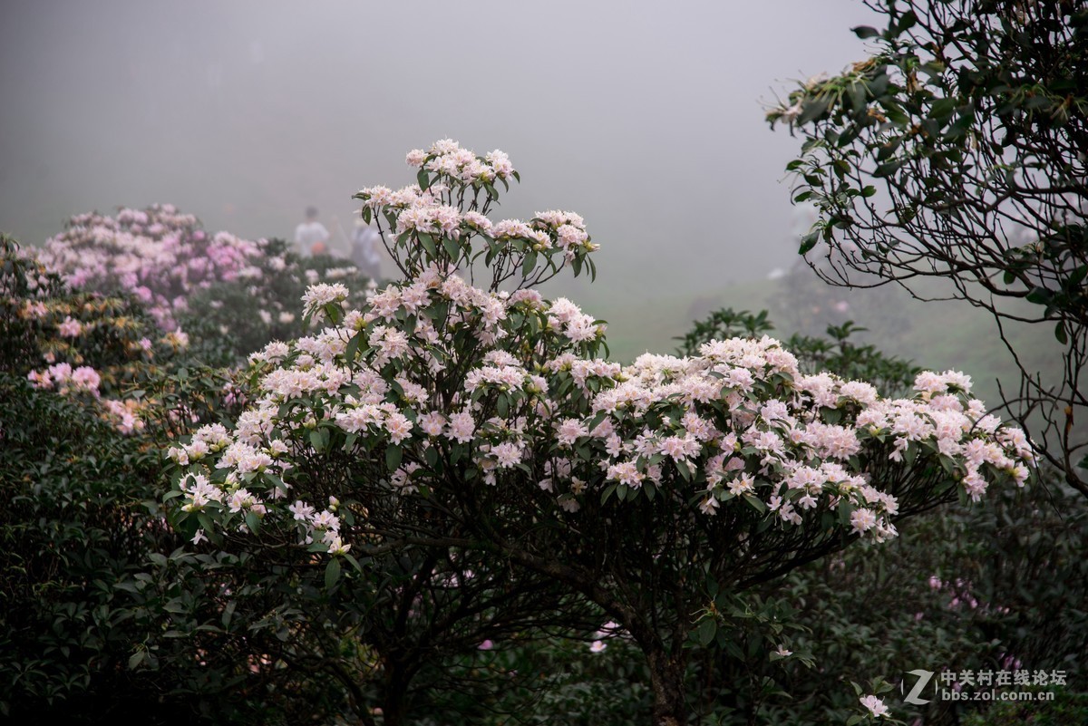 广东阳江阳春鸡笼顶森林公园登山2019501-2