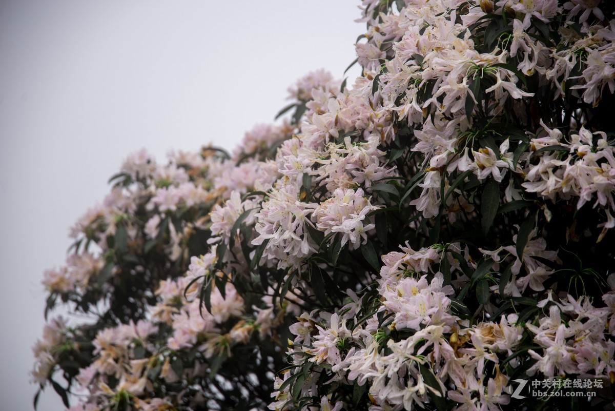 广东阳江阳春鸡笼顶森林公园登山2019501-2