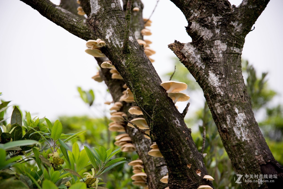 广东阳江阳春鸡笼顶森林公园登山2019501-2