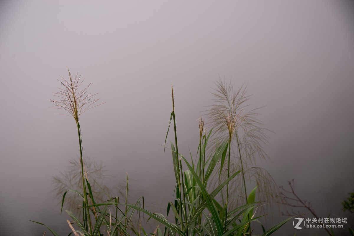 广东阳江阳春鸡笼顶森林公园登山2019501-2