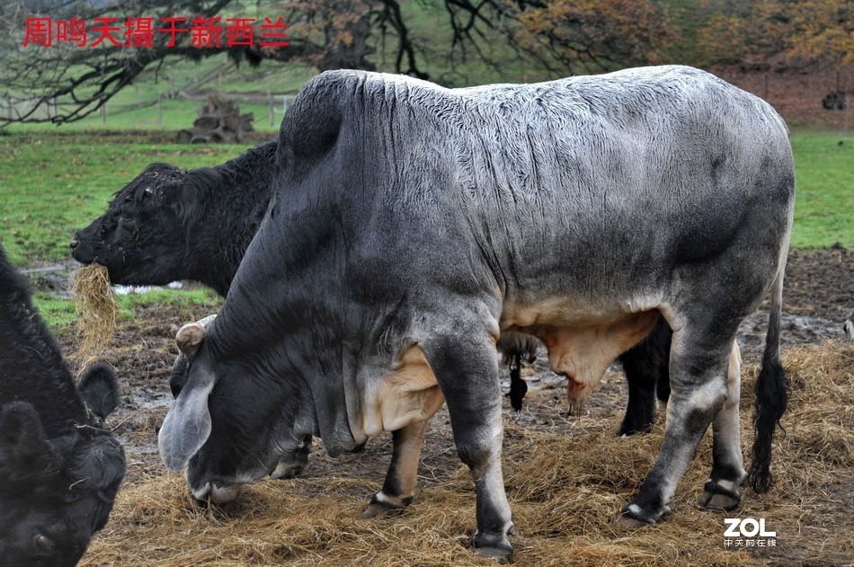 新西兰爱歌顿农庄摄影游记   周鸣天