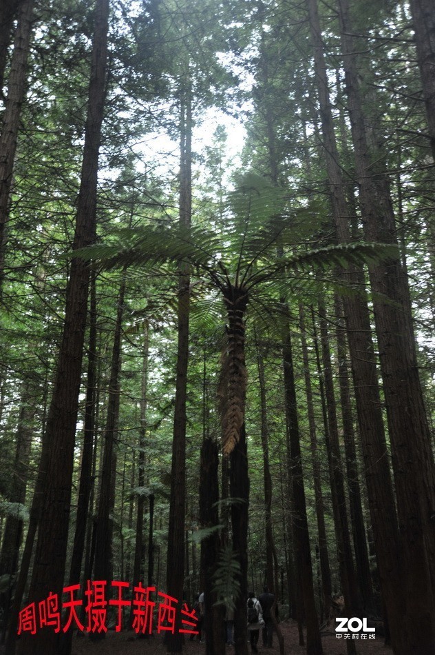 新西兰爱歌顿农庄摄影游记   周鸣天