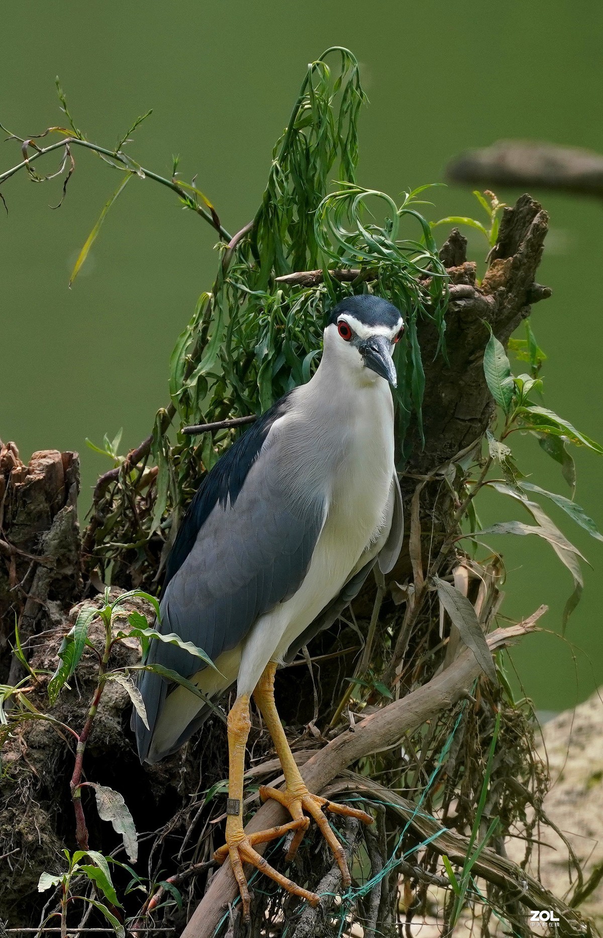 夜鹭   瞅一瞅 看一看