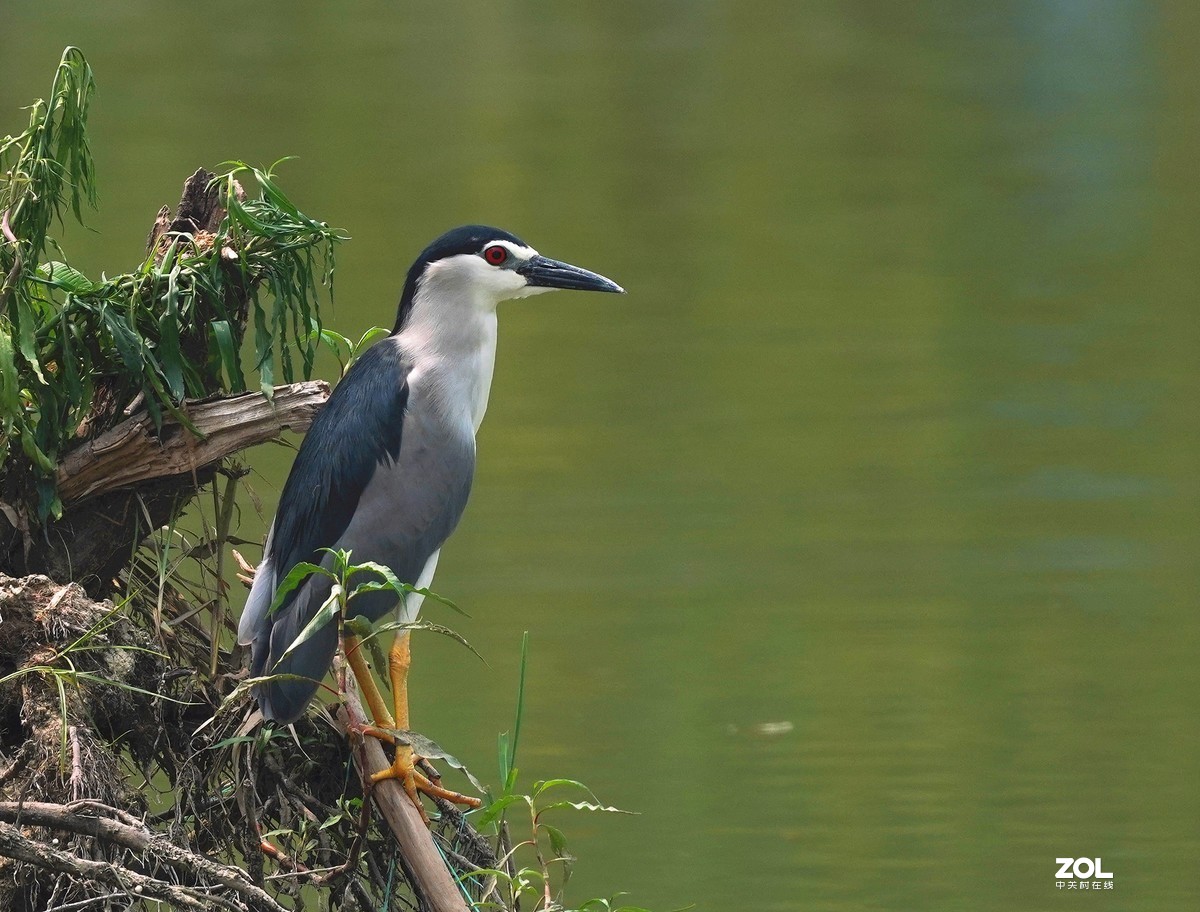 夜鹭   瞅一瞅 看一看