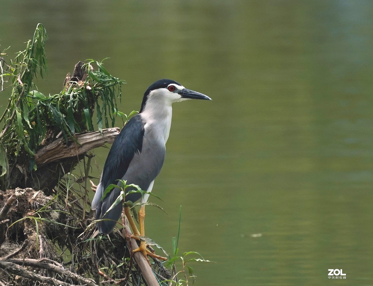 夜鹭   瞅一瞅 看一看