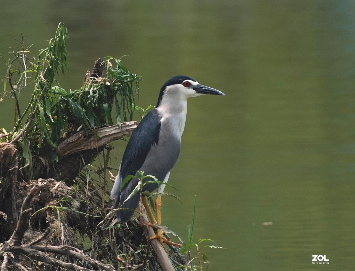 夜鹭   瞅一瞅 看一看