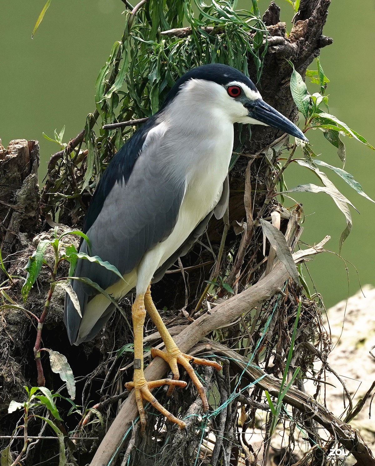 夜鹭   瞅一瞅 看一看