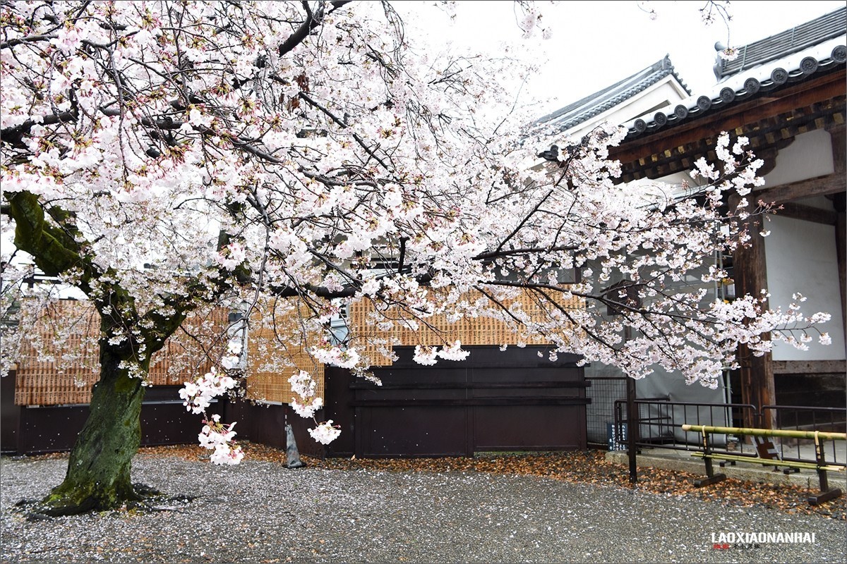 2019年第363贴-京都东寺的樱花（0824F）